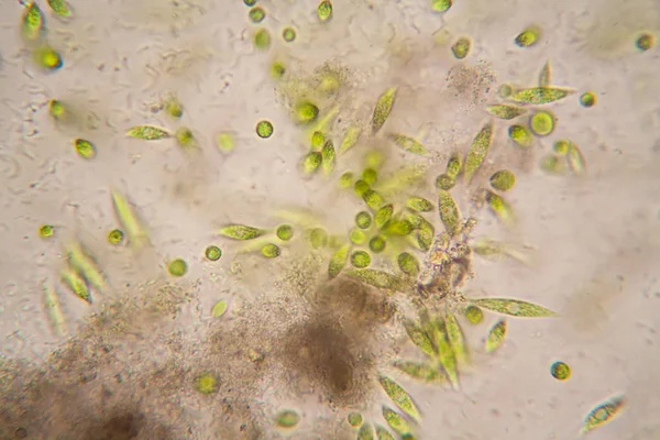 Mikroskobik organizmalar gölün üzerinden. Euglena Gracilis