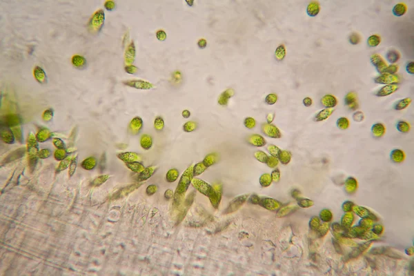 Mikroskobik organizmalar gölün üzerinden. Euglena Gracilis