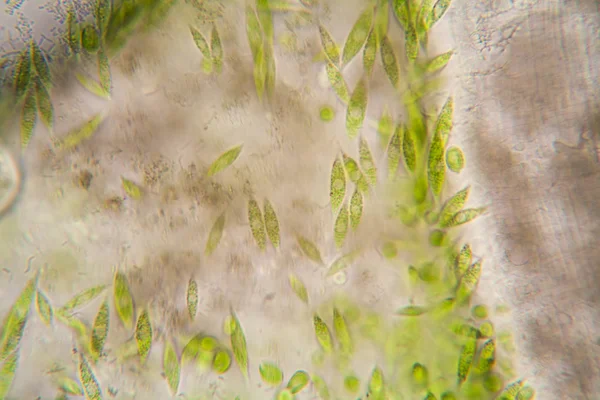 Mikroskobik Organizmalar Gölün Üzerinden Euglena Gracilis — Stok fotoğraf