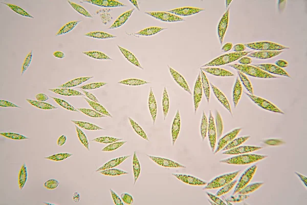 Mikroszkopikus Élőlények Élőlénynek Gracilis — Stock Fotó