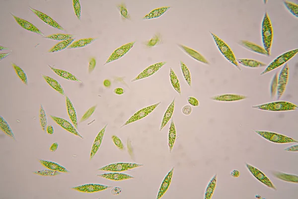 Mikroskopijne Organizmy Stawu Euglena Gracilis — Zdjęcie stockowe