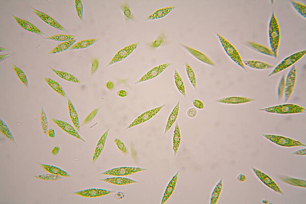 Microscopic organisms from the pond. Euglena Gracilis