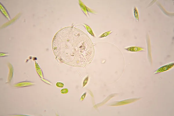 Organismos Microscópicos Del Estanque Euglena Gracilis — Foto de Stock