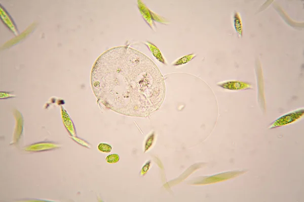 Mikroskobik organizmalar gölün üzerinden. Euglena Gracilis