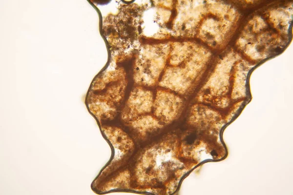 腐烂的叶子细节在显微镜 — 图库照片