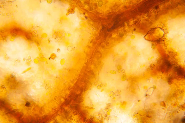 Mikroskop çürümüş yaprak detay