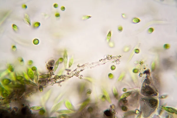 Mikroskobik organizmalar gölün üzerinden. Euglena Gracilis
