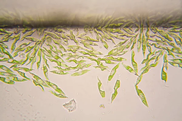 Mikroskobik organizmalar gölün üzerinden. Euglena Gracilis