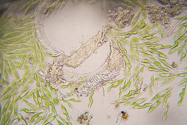 Mikroskobik organizmalar gölün üzerinden. Euglena Gracilis