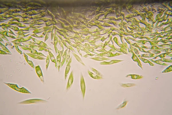Mikroskobik Organizmalar Gölün Üzerinden Euglena Gracilis — Stok fotoğraf