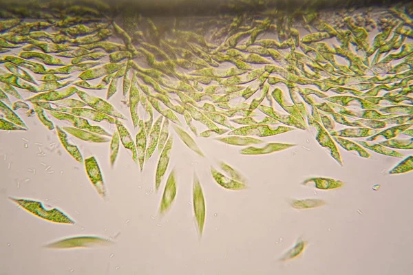 Mikroskobik organizmalar gölün üzerinden. Euglena Gracilis