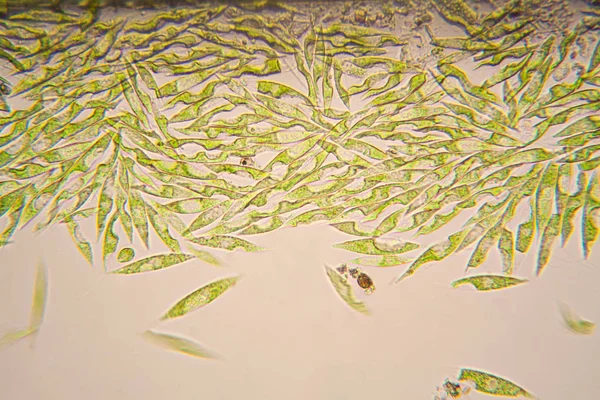 Мікроскопічні Організми Ставка Водорості Змія Струнка — стокове фото