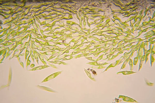 Mikroskobik organizmalar gölün üzerinden. Euglena Gracilis
