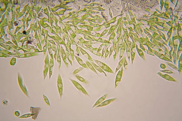 Mikroskobik organizmalar gölün üzerinden. Euglena Gracilis