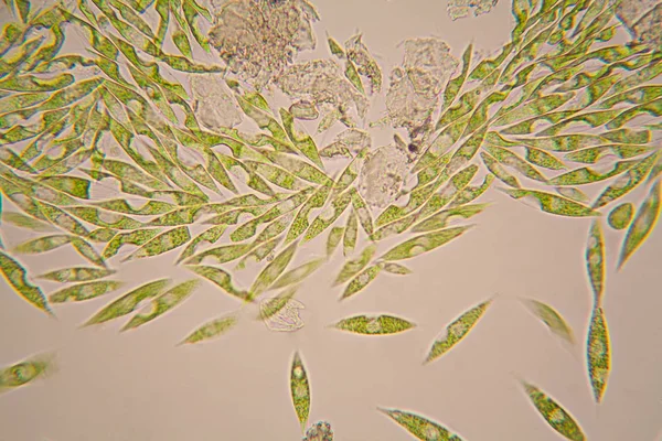 Mikroskobik organizmalar gölün üzerinden. Euglena Gracilis