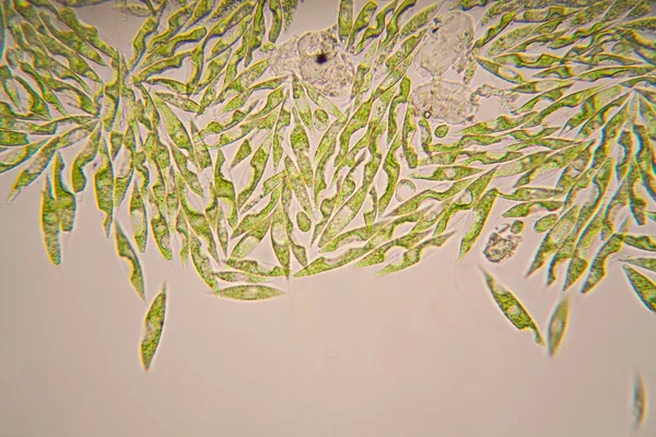 Mikroskobik organizmalar gölün üzerinden. Euglena Gracilis