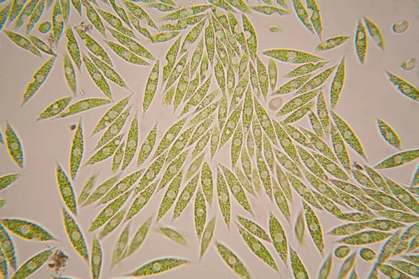 Mikroskobik organizmalar gölün üzerinden. Euglena Gracilis