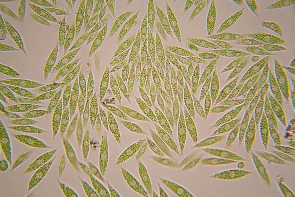 Mikroskobik organizmalar gölün üzerinden. Euglena Gracilis