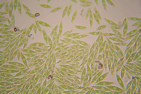 Organismos Microscópicos Del Estanque Euglena Gracilis — Foto de Stock