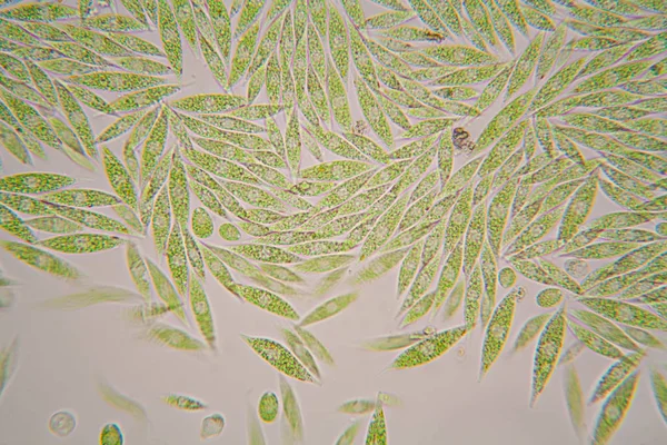 Mikroskobik organizmalar gölün üzerinden. Euglena Gracilis