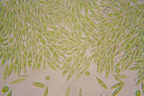 Mikroskobik organizmalar gölün üzerinden. Euglena Gracilis