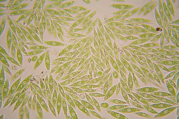 Mikroskobik organizmalar gölün üzerinden. Euglena Gracilis