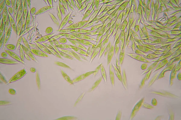 Mikroskopiska Organismer Från Dammen Euglena Gracilis — Stockfoto
