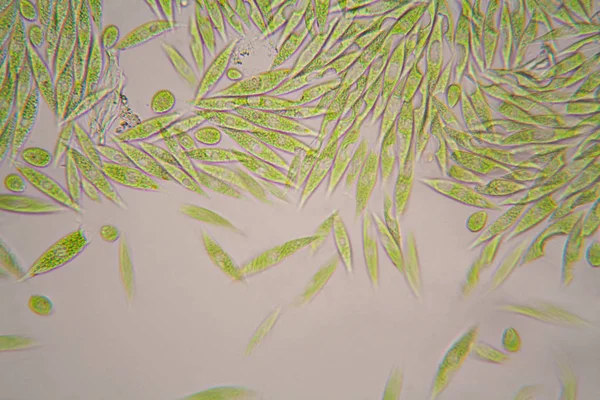 Mikroskopijne Organizmy Stawu Euglena Gracilis — Zdjęcie stockowe