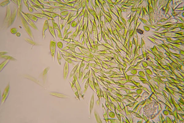 Organismos Microscópicos Del Estanque Euglena Gracilis — Foto de Stock