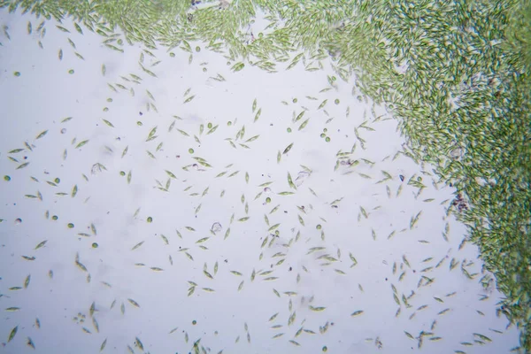 Mikroskobik organizmalar gölün üzerinden. Euglena Gracilis