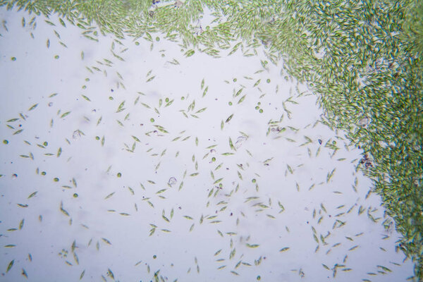 Microscopic organisms from the pond. Euglena Gracilis