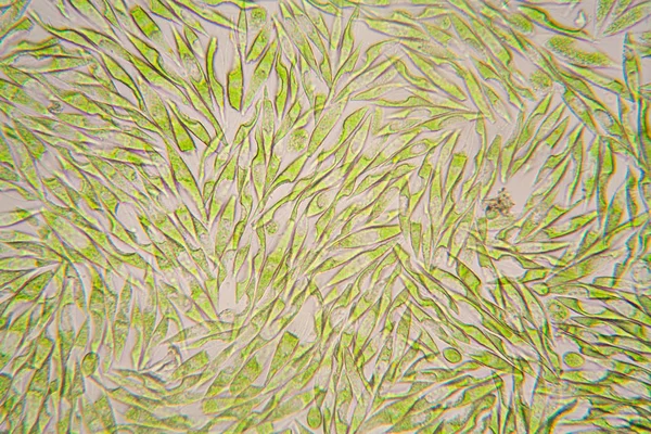 Mikroskobik organizmalar gölün üzerinden. Euglena Gracilis