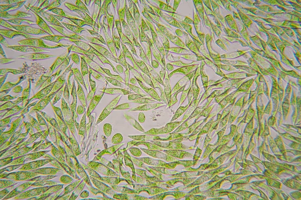 Mikroskobik organizmalar gölün üzerinden. Euglena Gracilis