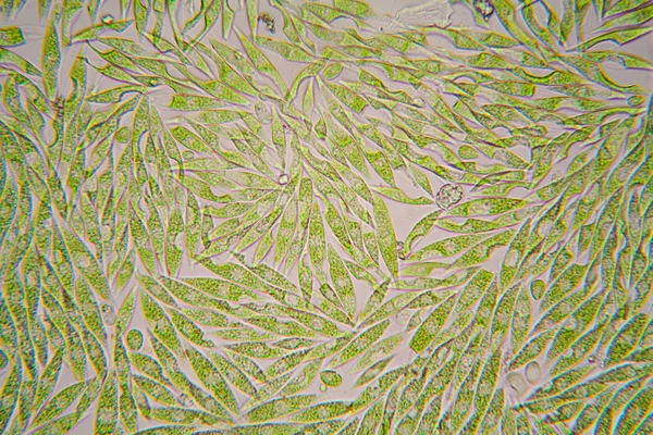 Organismos Microscópicos Del Estanque Euglena Gracilis —  Fotos de Stock