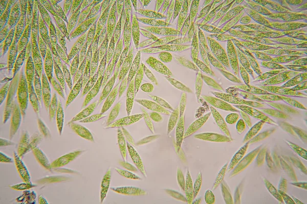 Mikroskobik organizmalar gölün üzerinden. Euglena Gracilis