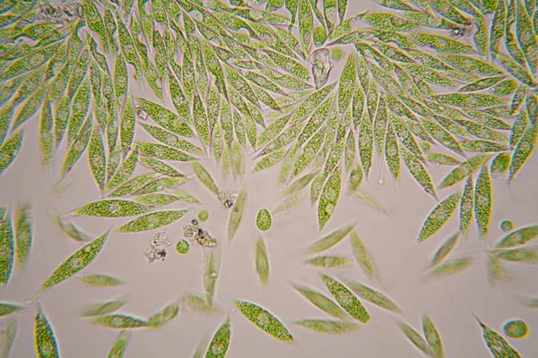 Mikroskobik organizmalar gölün üzerinden. Euglena Gracilis