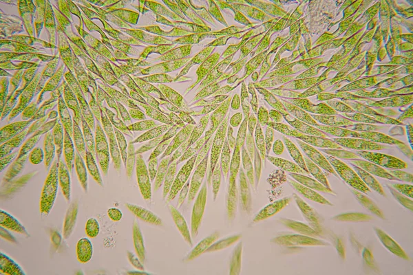 Mikroskopijne Organizmy Stawu Euglena Gracilis — Zdjęcie stockowe