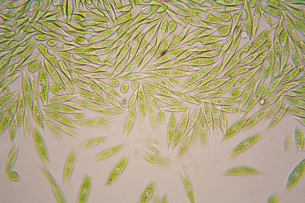 Mikroskopické Organismy Rybníka Euglena Gracilis — Stock fotografie