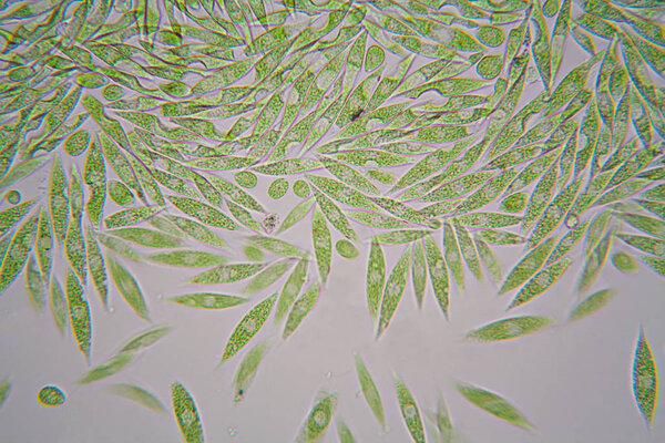 Microscopic organisms from the pond. Euglena Gracilis