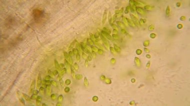 Mikroskobik organizmalar gölün üzerinden. Euglena Gracilis