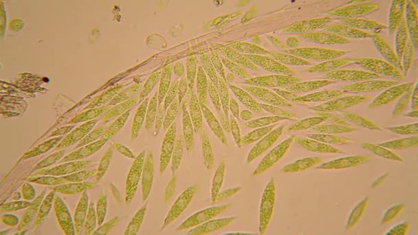 Organismes Microscopiques Étang Euglena Gracilis — Video