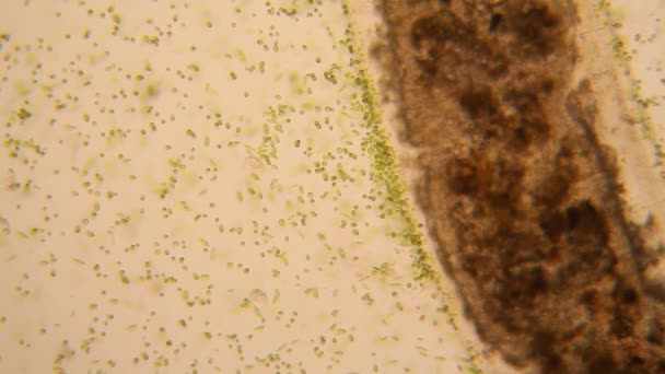 Organismos Microscópicos Del Estanque Euglena Gracilis — Vídeo de stock