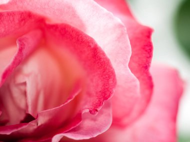 Renkli, güzel, narin gül yaprakları  