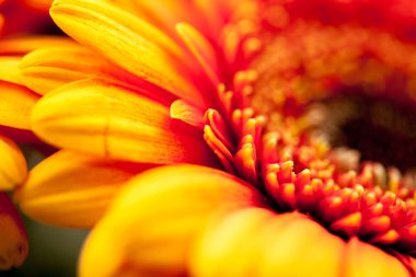 Gerbera jamesonii - makro ayrıntılarla güzel çiçek 