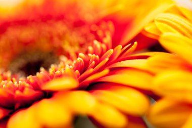 Gerbera jamesonii - makro ayrıntılarla güzel çiçek 