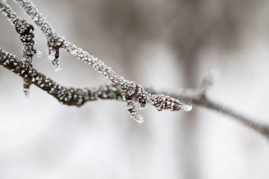 Şube ile doğal arka plan hoarfrost tam 
