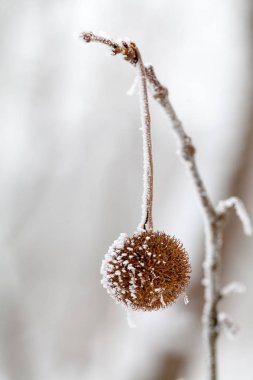 Şube ile doğal arka plan hoarfrost tam 