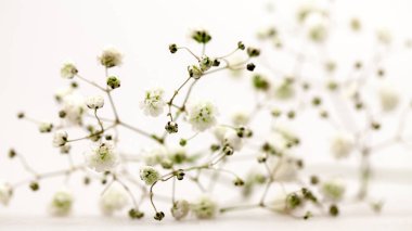 Gypsophila - küçük beyaz çiçekli bitki çiçek düzenlemeleri-görüntü için kullanılan 