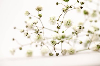 Gypsophila - küçük beyaz çiçekli bitki çiçek düzenlemeleri-görüntü için kullanılan 