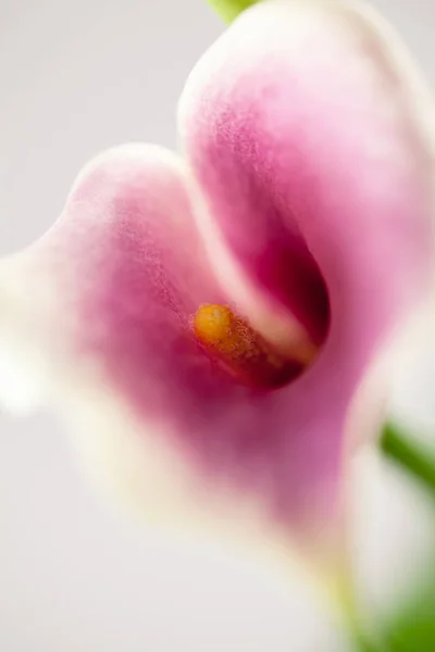 Pink Orchid Flower Close — Stock Photo, Image